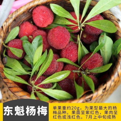 东魁杨梅苗果树苗 正宗嫁接杨梅树苗 特大早熟南北方种植当年结果图4
