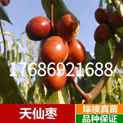 枣树苗活苗蟠枣树苗特大盆栽地栽嫁接果树苗南方北方种植当年结果图4
