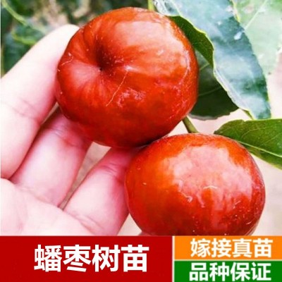 枣树苗活苗蟠枣树苗特大盆栽地栽嫁接果树苗南方北方种植当年结果图2