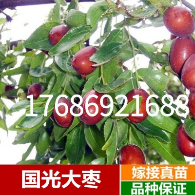 枣树苗活苗蟠枣树苗特大盆栽地栽嫁接果树苗南方北方种植当年结果图3