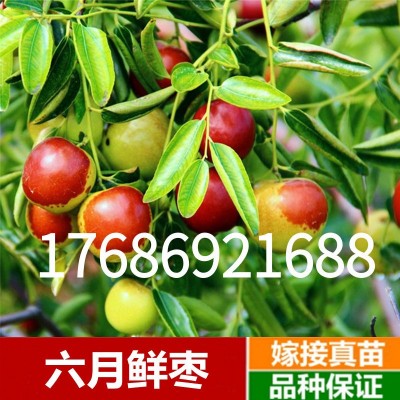 枣树苗活苗蟠枣树苗特大盆栽地栽嫁接果树苗南方北方种植当年结果图5