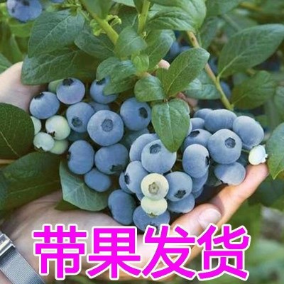 特大蓝莓树果苗盆栽地栽果苗带果带花南北方种植兔眼绿宝石果树苗图3