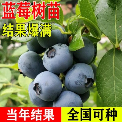 特大蓝莓树果苗盆栽地栽果苗带果带花南北方种植兔眼绿宝石果树苗图4