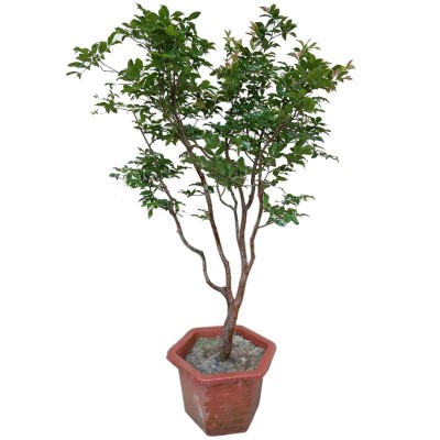嘉宝果树苗树葡萄苗正宗台湾树葡萄沙巴四季盆栽地栽植物南北种植图4