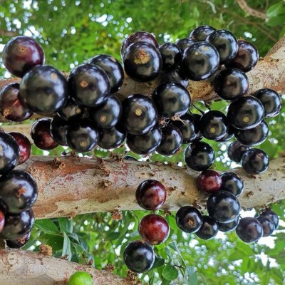 嘉宝果树苗树葡萄苗正宗台湾树葡萄沙巴四季盆栽地栽植物南北种植图3
