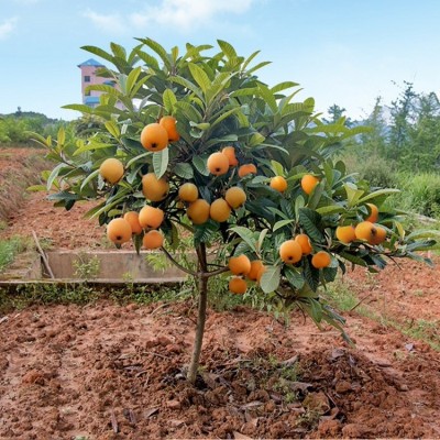 枇杷苗嫁接枇杷树苗大五星南方北方种植盆栽地栽琵琶苗当年结果图3