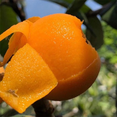 枇杷苗嫁接枇杷树苗大五星南方北方种植盆栽地栽琵琶苗当年结果图2