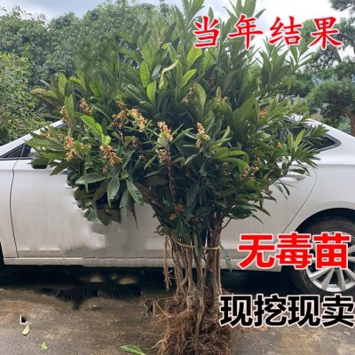 枇杷苗嫁接枇杷树苗大五星南方北方种植盆栽地栽琵琶苗当年结果图4