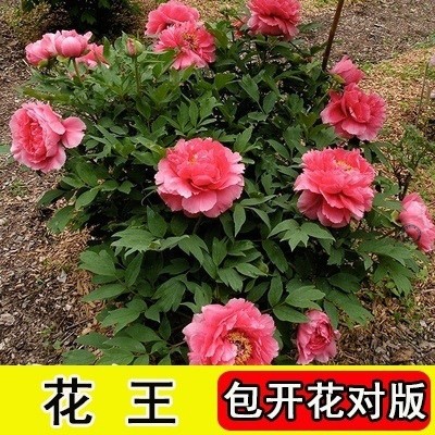 批发四季富贵牡丹苗观赏花卉秋牡丹苗盆栽室内室外绿植品种齐全图3