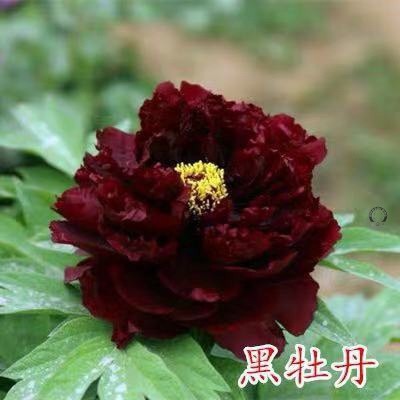 批发四季富贵牡丹苗观赏花卉秋牡丹苗盆栽室内室外绿植品种齐全图4