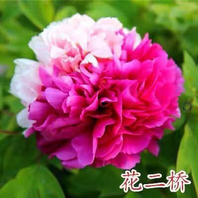 批发四季富贵牡丹苗观赏花卉秋牡丹苗盆栽室内室外绿植品种齐全图2