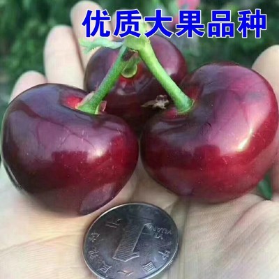 大樱桃树苖盆栽矮化车厘子树苗南方北方种植樱桃树苗带土樱桃苗树图3