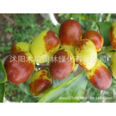 枣树活苗北方南方大枣超甜特大庭院嫁接冬枣地栽果树果苗当年结果图2