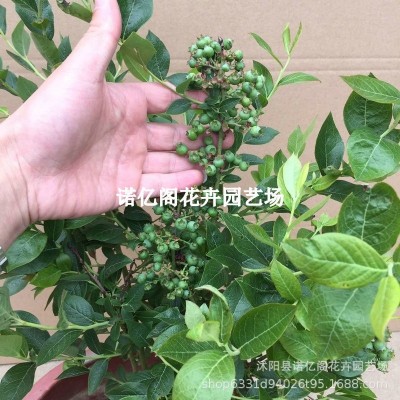 蓝莓苗盆栽蓝莓树果苗北方南方种植四季果树薄雾兔眼特大阳 台带果图2