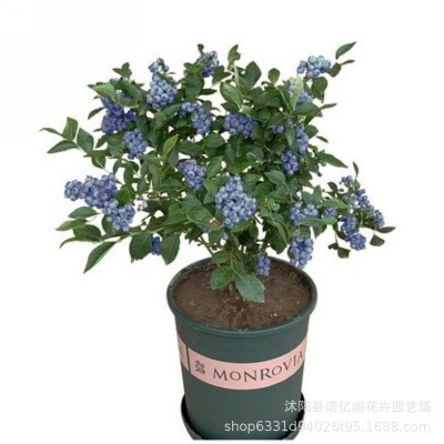 蓝莓苗盆栽蓝莓树果苗北方南方种植四季果树薄雾兔眼特大阳 台带果图3