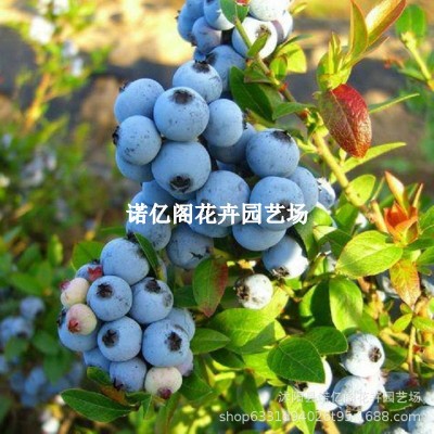 蓝莓苗盆栽蓝莓树果苗北方南方种植四季果树薄雾兔眼特大阳 台带果图4