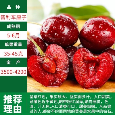 车厘子树苗樱桃树苖南方北方种植盆栽庭院果树矮化樱桃树大樱桃苗图5