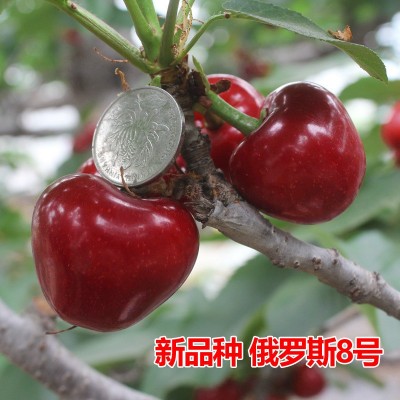车厘子树苗樱桃树苖南方北方种植盆栽庭院果树矮化樱桃树大樱桃苗图4