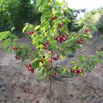 车厘子树苗樱桃树苖南方北方种植盆栽庭院果树矮化樱桃树大樱桃苗图3