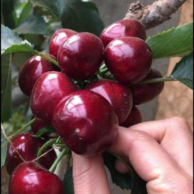 车厘子树苗樱桃树苖南方北方种植盆栽庭院果树矮化樱桃树大樱桃苗图2