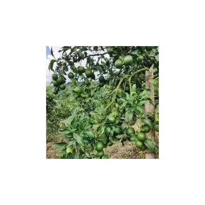 湖南红美人柑橘基地 红美人杂柑苗木基地图3