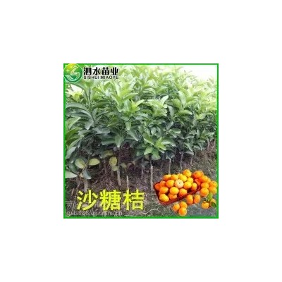 供应柑桔果树苗 广西千金桔果苗 千金桔树苗 皮薄核少 软渣脆口图4