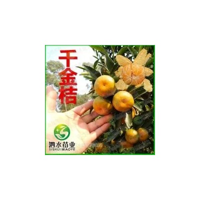 供应柑桔果树苗 广西千金桔果苗 千金桔树苗 皮薄核少 软渣脆口图3