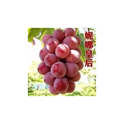 供应妮娜公主嫁接葡萄苗妮娜皇后嫁接葡萄苗基地直发，纯度图2
