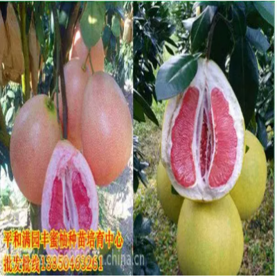 红心蜜柚苗种植方法柚子苗图2