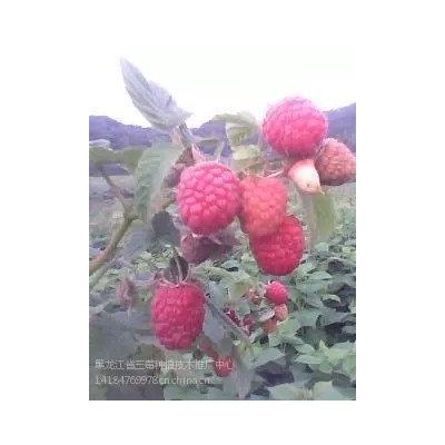 供应供应黑龙江省树莓苗木适合南方种植树莓苗图2