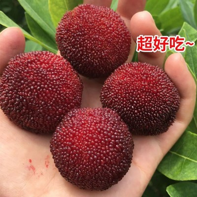 【今天摘】杨梅新鲜现摘福建浮宫东魁酸甜孕妇鲜果泡酒酸甜杨梅图2