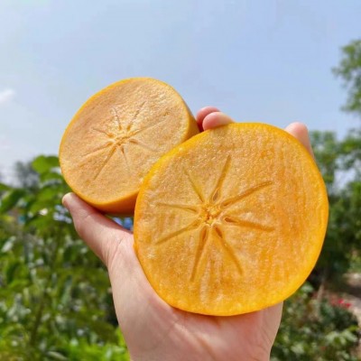 云南保山脆柿脆甜爽口肉厚饱满无籽应季新鲜水果柿子图1