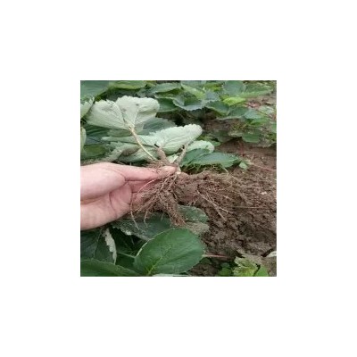大叶红颜久久草莓苗当年种植可结果 果实甜惠农农业草莓种苗图5