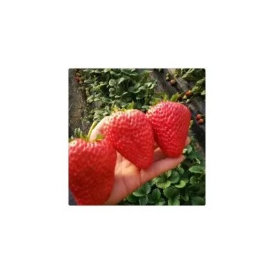 草莓苗品种介绍 草莓苗价格 草莓秧批发 草莓苗基地图3