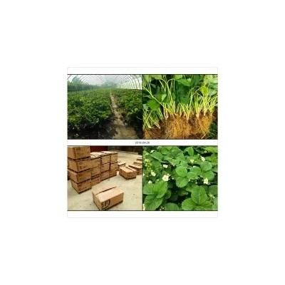 草莓苗品种介绍 草莓苗价格 草莓秧批发 草莓苗基地图2