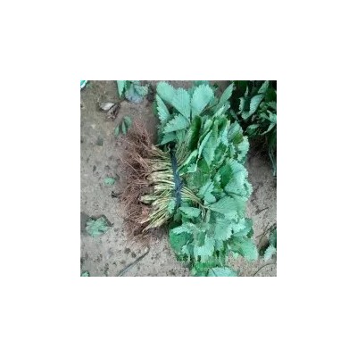 2018年山东草莓苗价格多少钱一棵 优质水果红颜草莓苗基地 图片图4