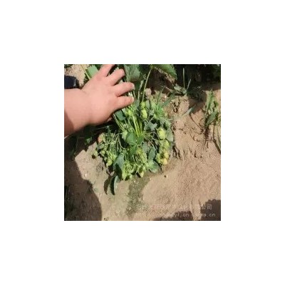 2018年山东草莓苗价格多少钱一棵 优质水果红颜草莓苗基地 图片图5