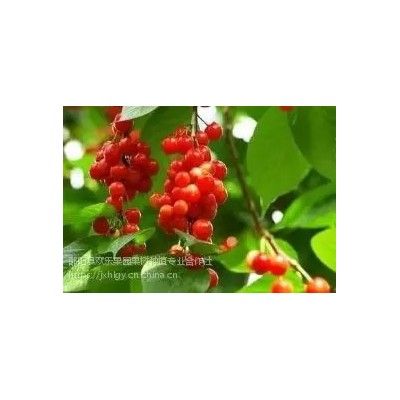 玛瑙红樱桃/江西玛瑙樱桃种植技术/玛瑙红樱桃苗供应图2