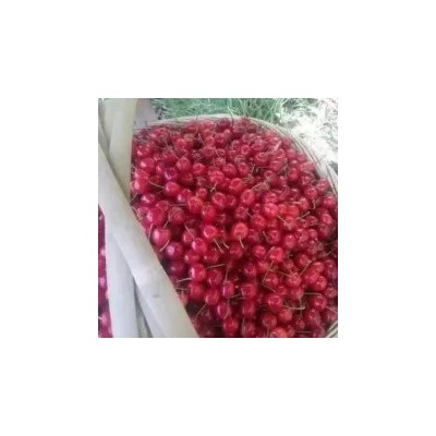 玛瑙红樱桃/江西玛瑙樱桃种植技术/玛瑙红樱桃苗供应图3