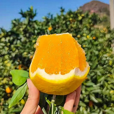现摘赣南脐橙橙子新鲜采摘水果精装礼盒10斤现货可大量图3