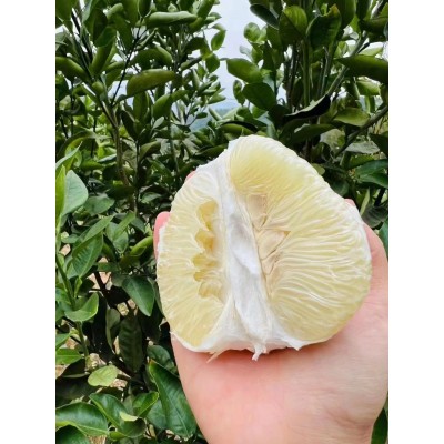 井冈蜜柚金兰柚安福蚕子青柚白柚皮薄肉厚清甜多汁柚子水果图3