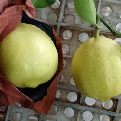 尤力克新柠檬产地直销清香黄柠檬安岳柠檬皮薄多汁奶茶歺饮用柠檬图2
