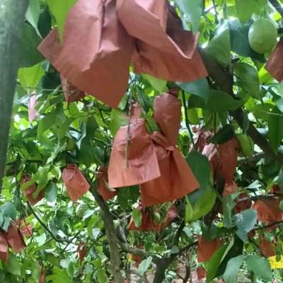 柠檬片批发 夏季蜂蜜水果茶维C花果茶柠檬花果茶独立包装批发图3