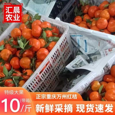 大红袍红桔原产地果园直销皮薄多汁口感酸甜可做陈皮的万县红桔图2