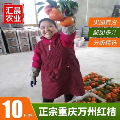 大红袍红桔原产地果园直销皮薄多汁口感酸甜可做陈皮的万县红桔图3