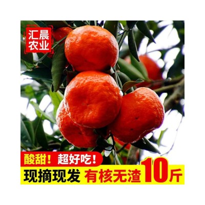 大红袍红桔原产地果园直销皮薄多汁口感酸甜可做陈皮的万县红桔图5