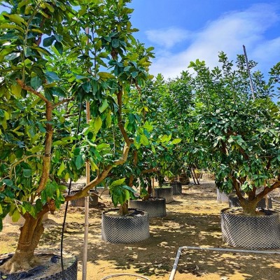 移植三红柚果树 果大皮薄 汁多柔软 红肉蜜柚苗现挖发货 各类果树苗木图2