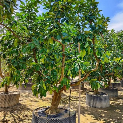 移植三红柚果树 果大皮薄 汁多柔软 红肉蜜柚苗现挖发货 各类果树苗木图5