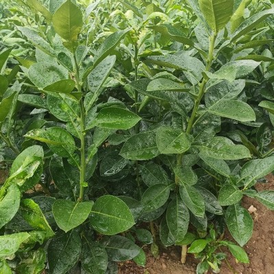 泰国蜂蜜蜜柚苗100公分高基地现挖 蜂蜜香青柚果树苗图5