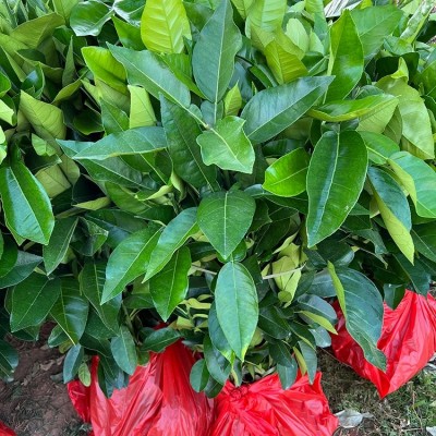 泰国蜂蜜蜜柚苗100公分高基地现挖 蜂蜜香青柚果树苗图3
